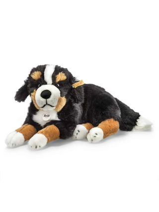 Senni Berner Sennenhund, 45 cm, liegend