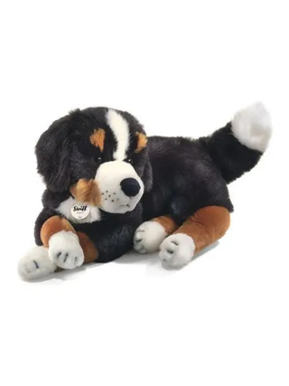 Senni Berner Sennenhund, 45 cm, liegend